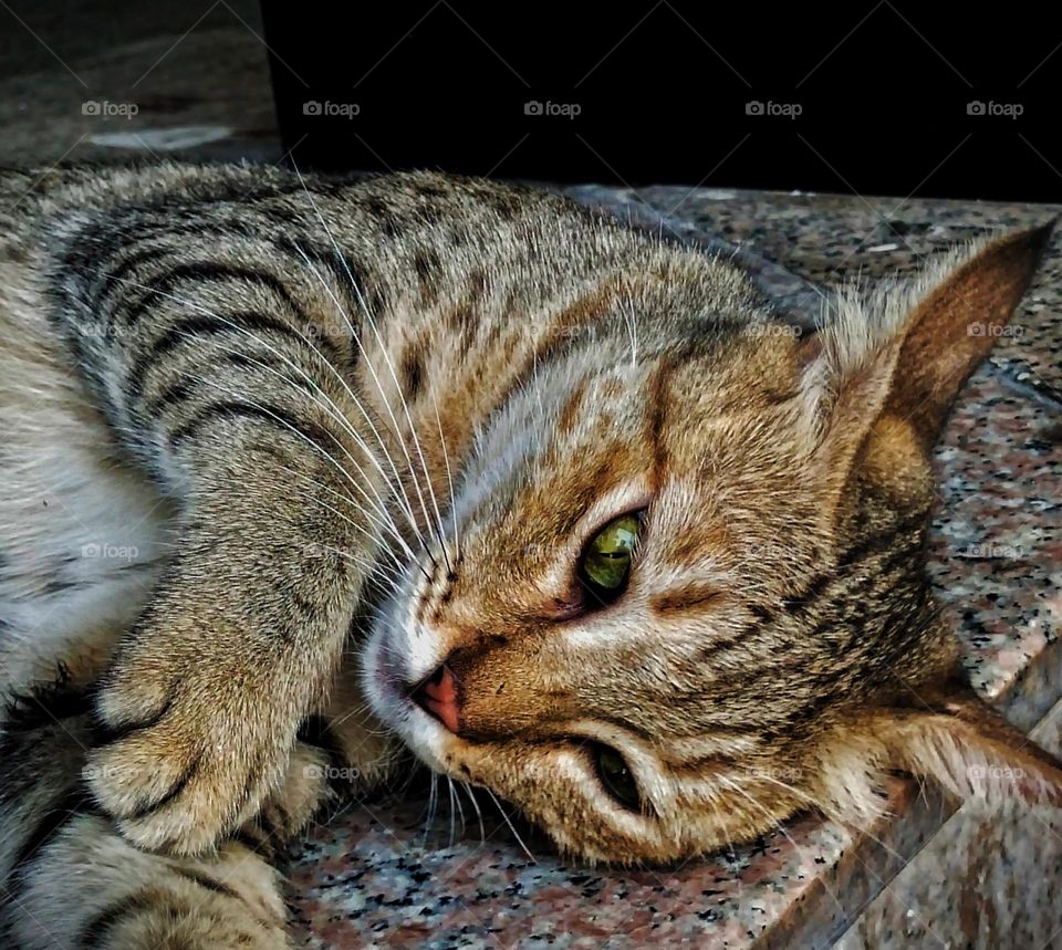 He posed I framed 😊