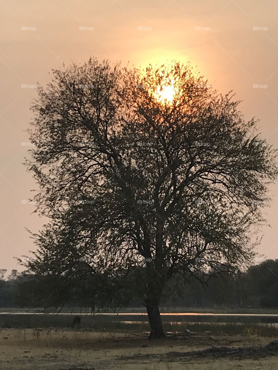 A treetop sun haze two