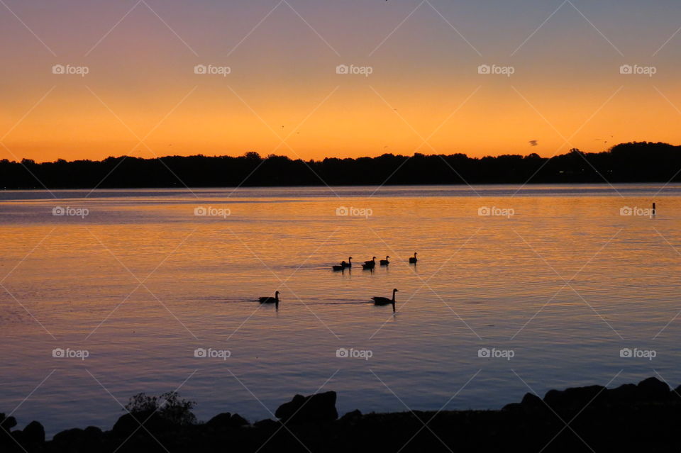 Geese going for a swim during sunset 