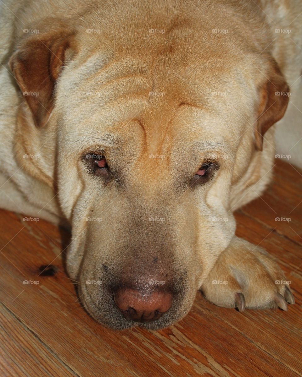 Dog with a guilty look