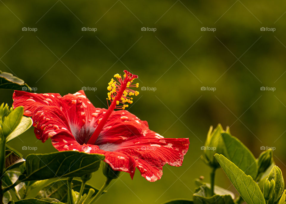 Red flower with rain drops on cloudy day