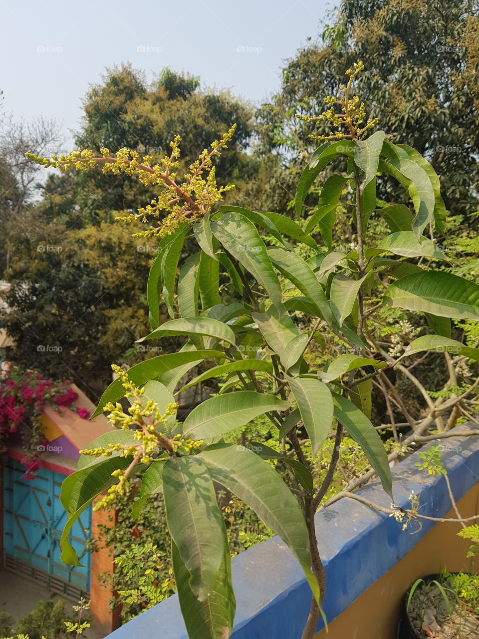 blooming mango