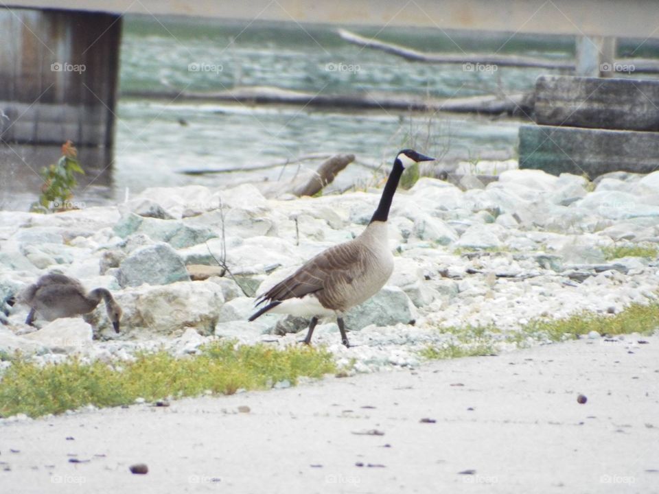Geese down by the river