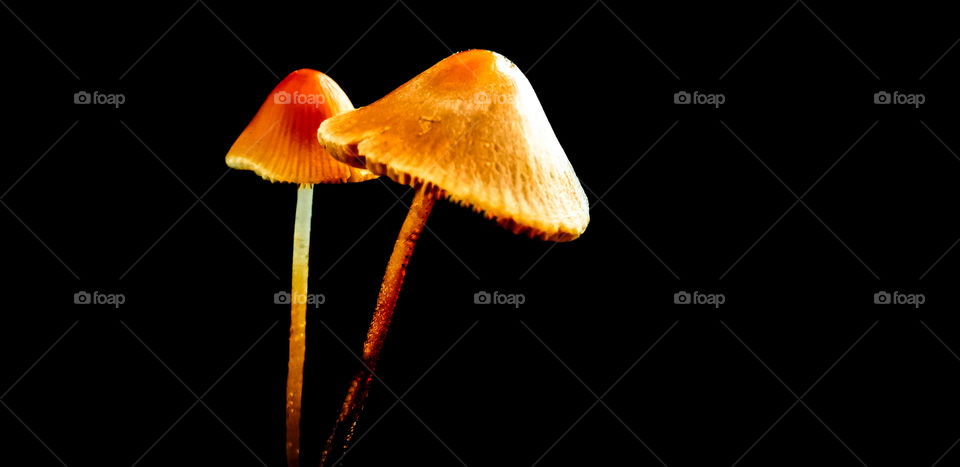 mushroom