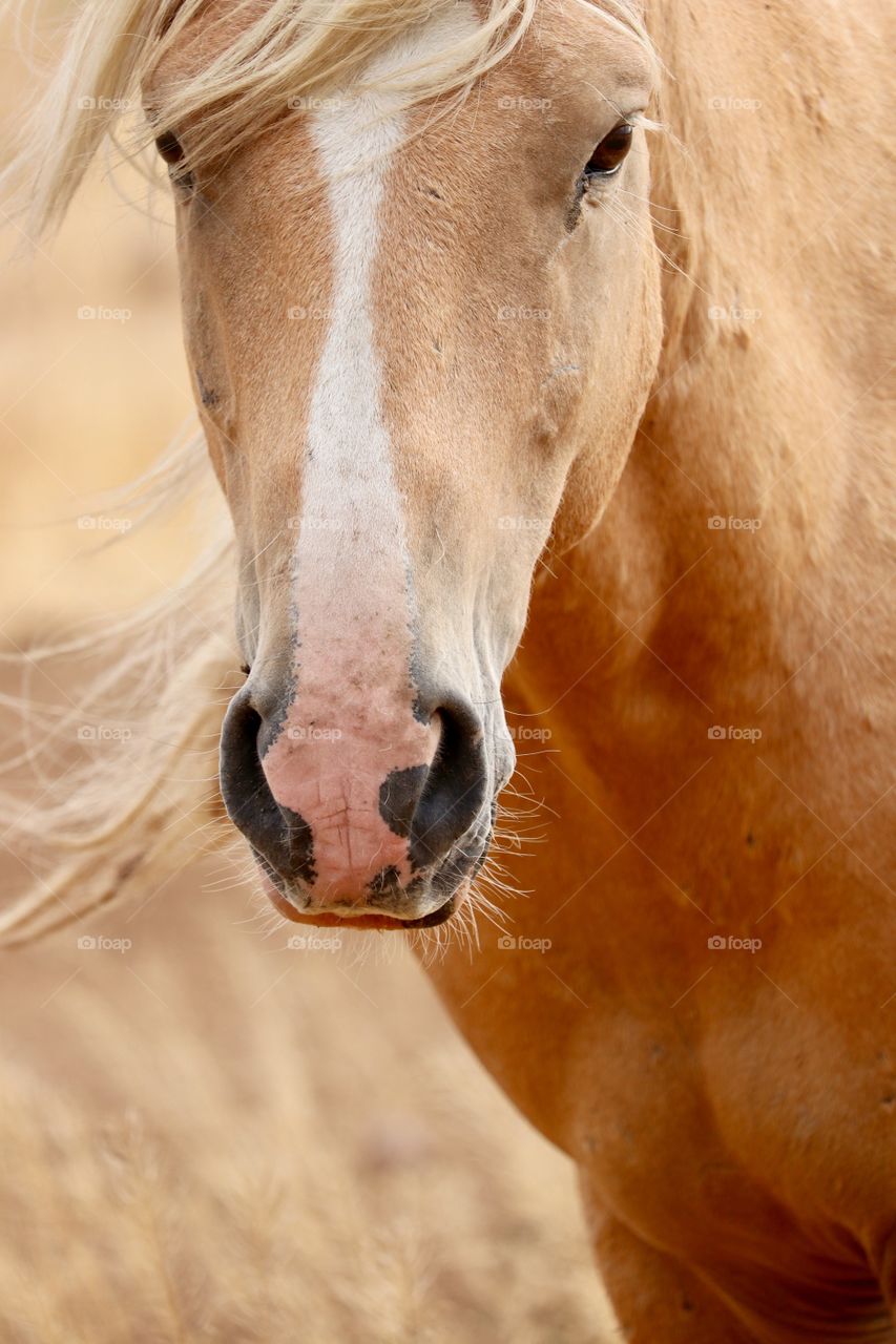 Closeup view lower half of wild stallion's head including nostrils, mouth, whiskers shot in the high sierras of Nevada 