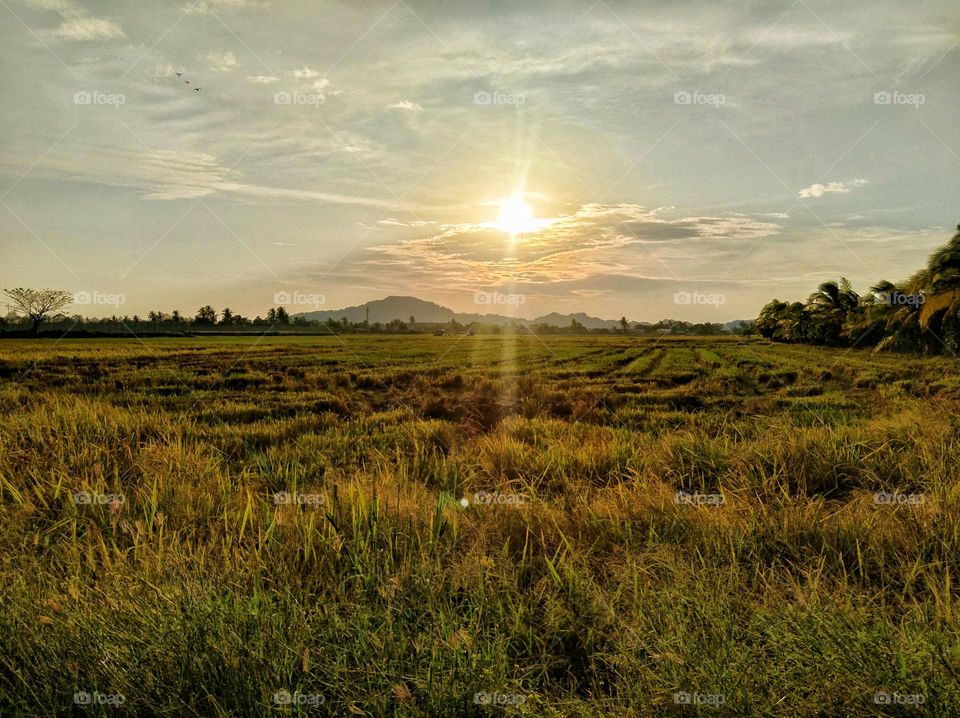 The rice field in the sunset.