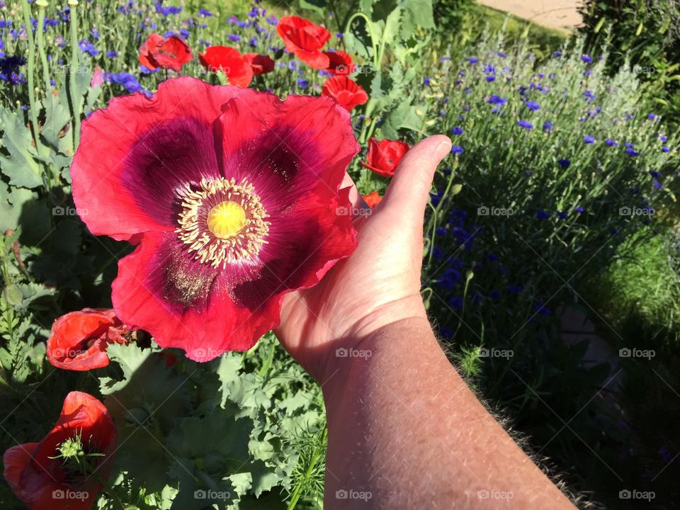 Hand holding giant poppy. A beautiful giant poppy in full bloom