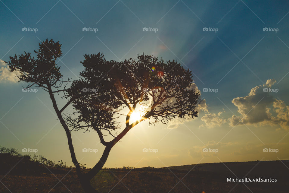 Sunset nature sol sky tree árvore nuvem shine sun paisage landscape michaeldavidsantos