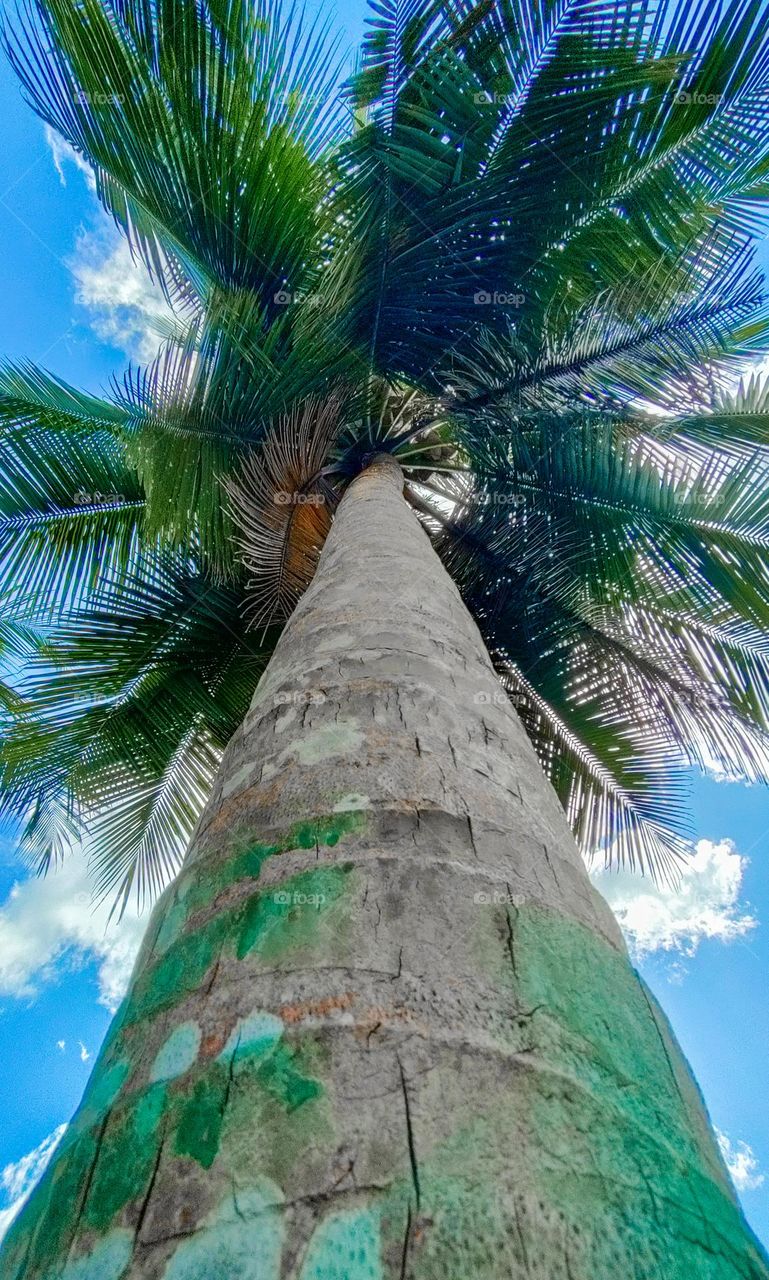 coconut tree kissing the sky