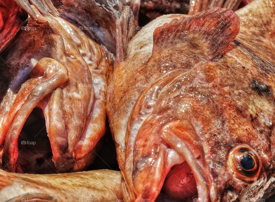 Freshly Caught Rockfish