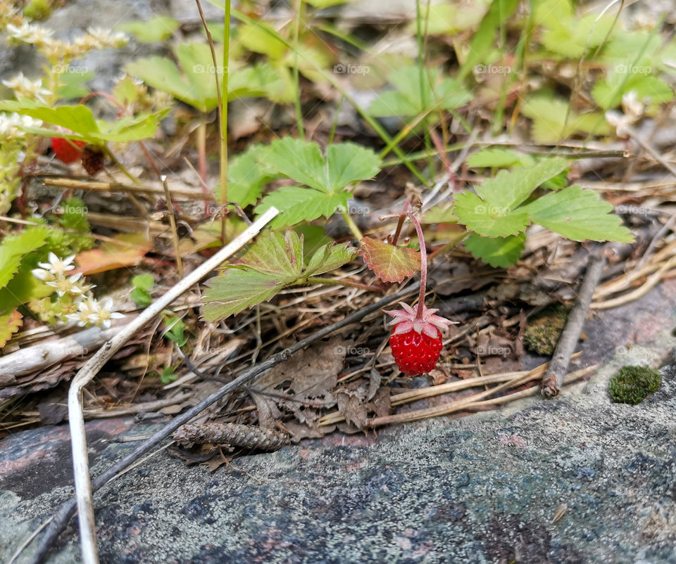 Mount Elbrus, Caucasian Ridge