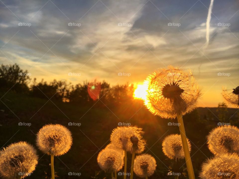 Dandelion