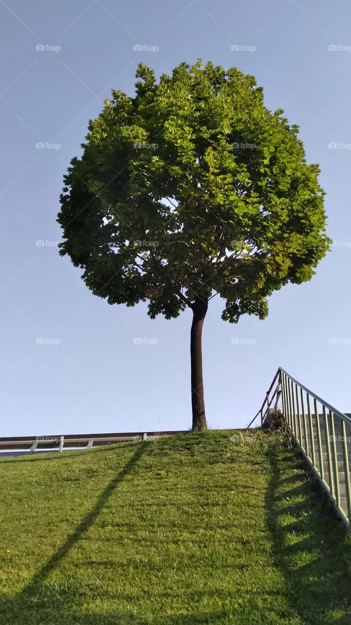 tree