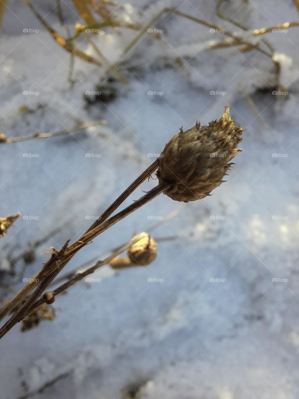 dry meadow flower against snow