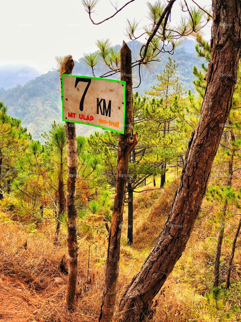 Every mountain top is within reach if you just keep climbing.
-Barry Finlay