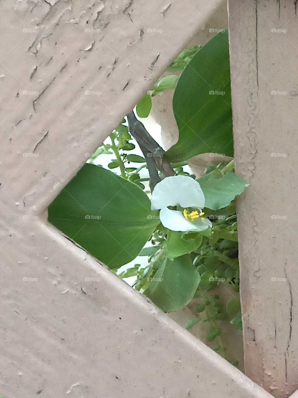 water grass in triangle