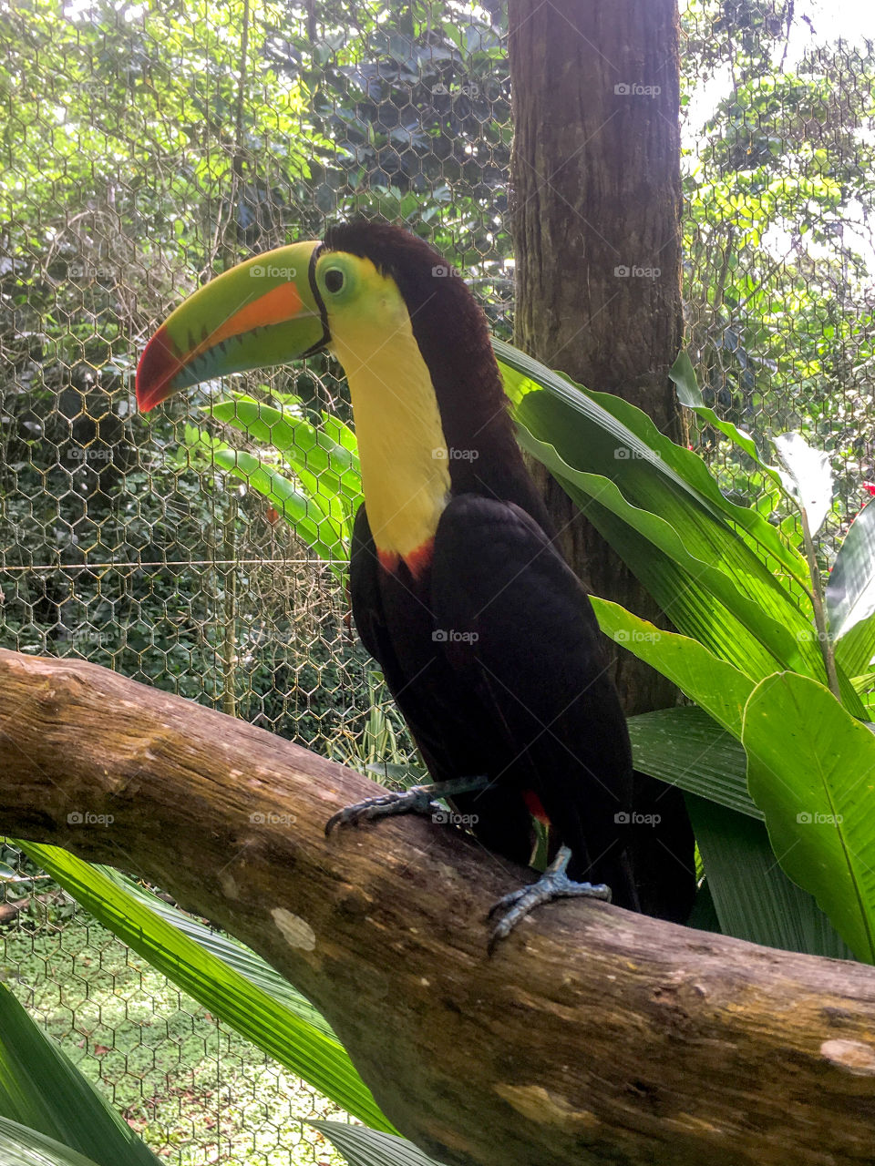 Rescued tucán visiting for a treat! 