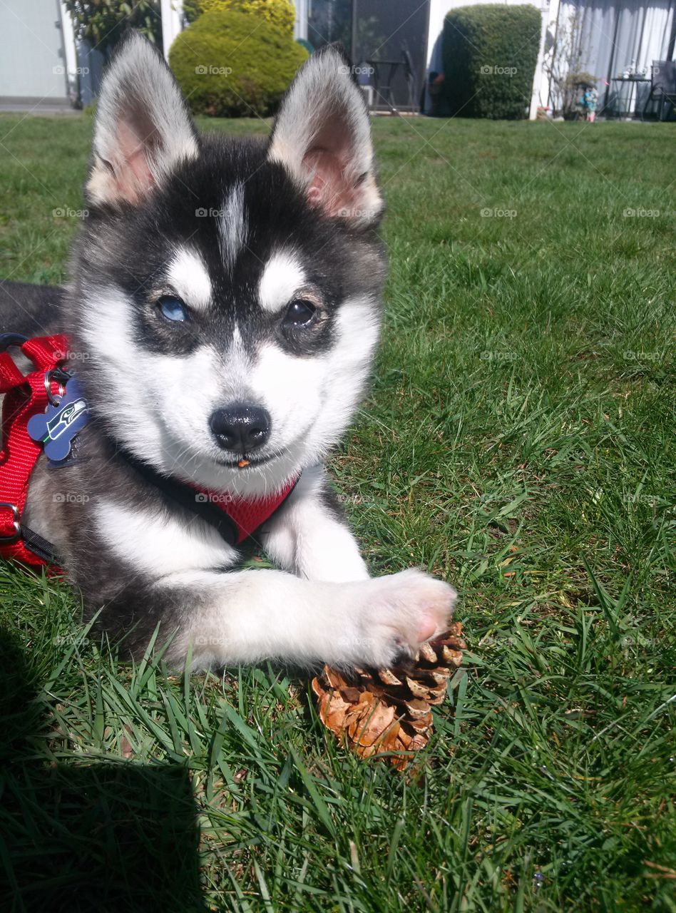 Mine. This is MY pine cone.