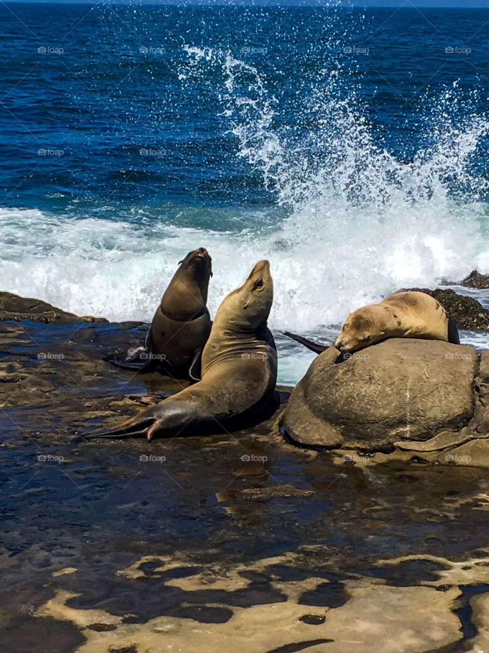 Sea lion resting on beach rocks