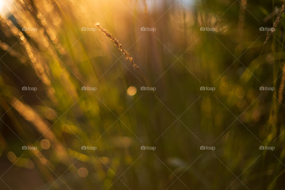 Garden in the sun.  Natural sunlight