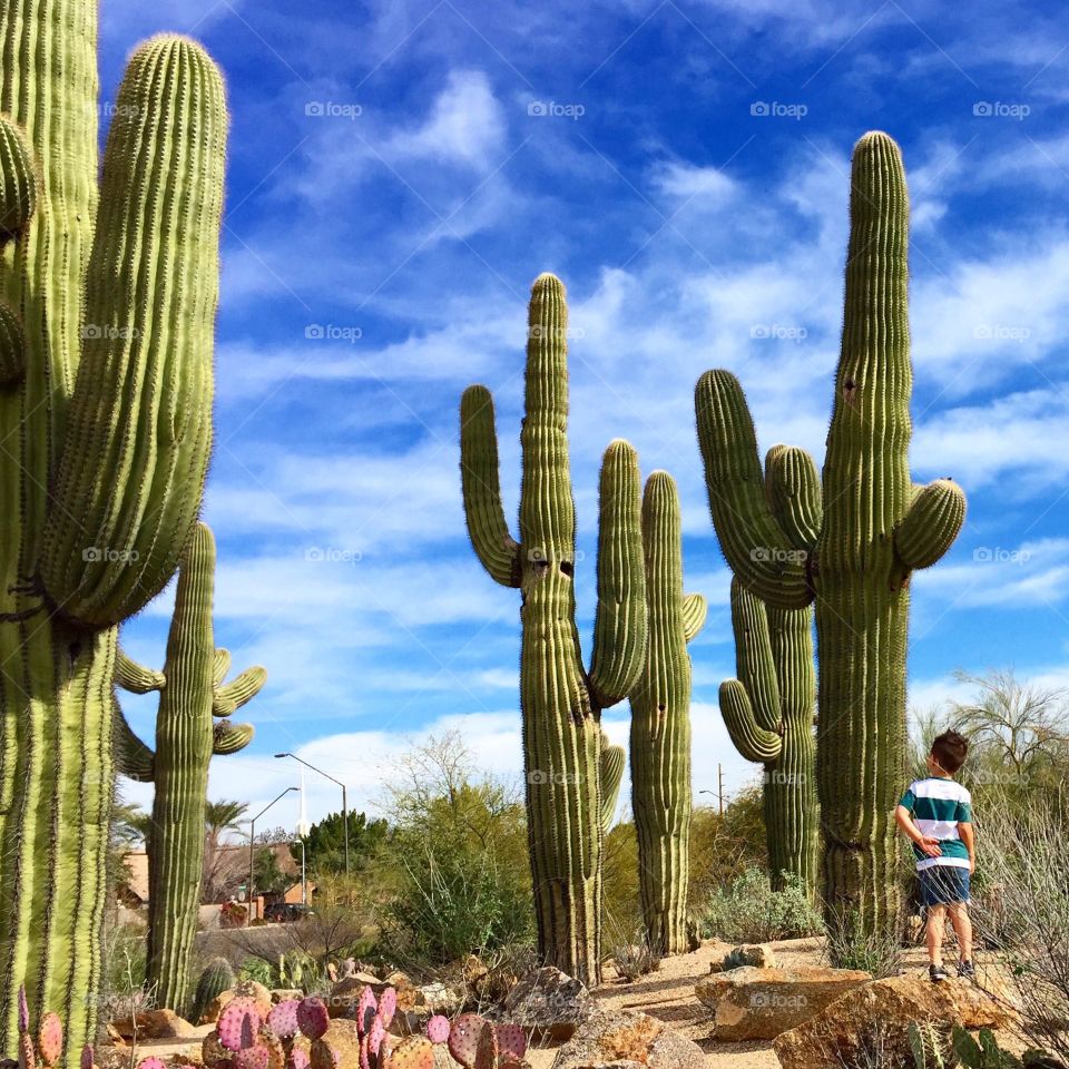 Rear view of a little boy standing near the cactus