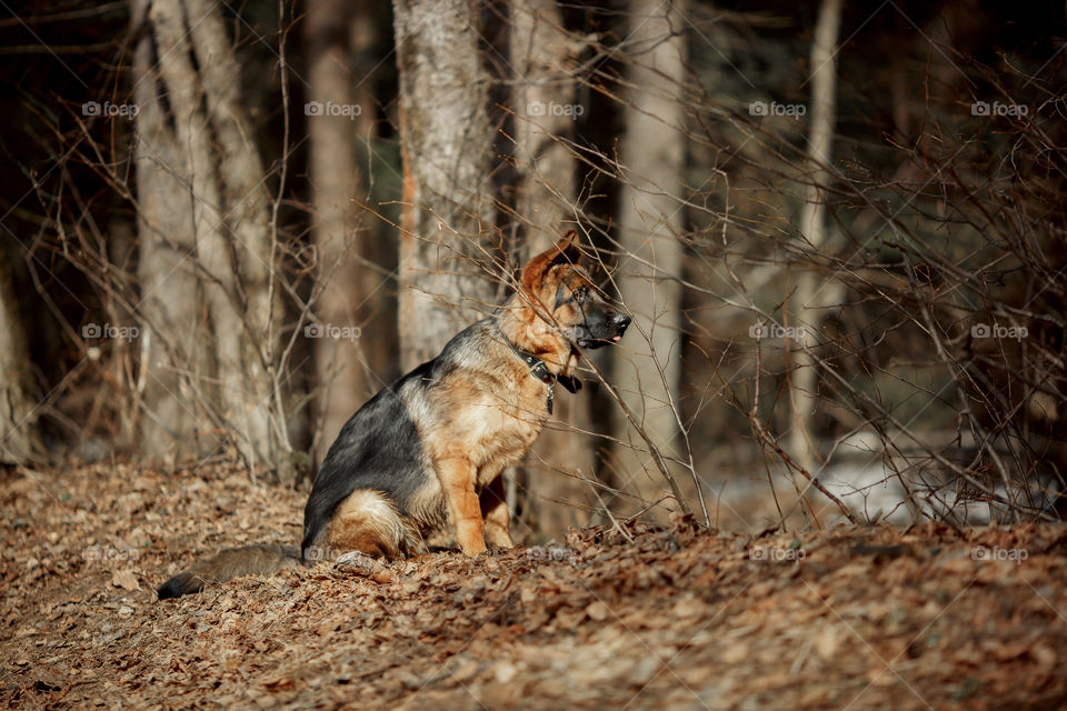 German shepherd 7-th months old puppy in a spring forest at sunny day