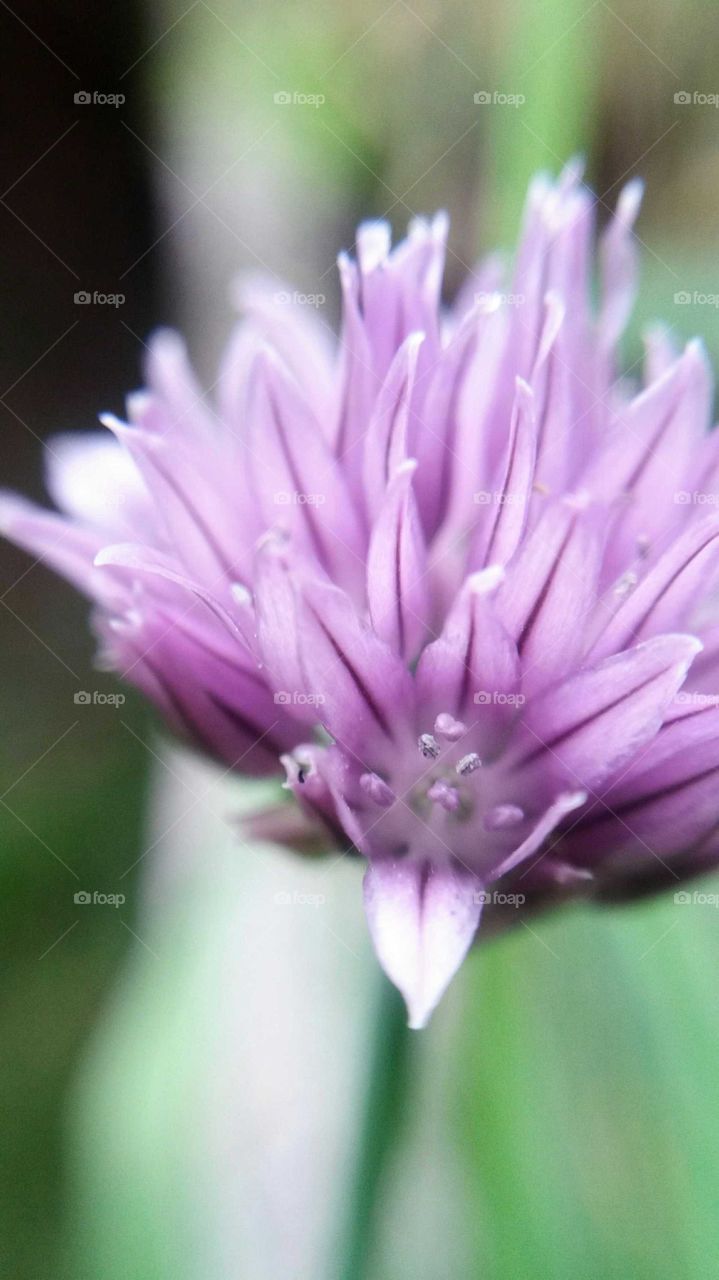 lilac flower macro