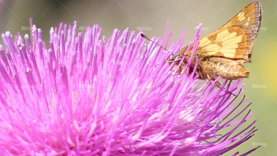 Purple flower with moth