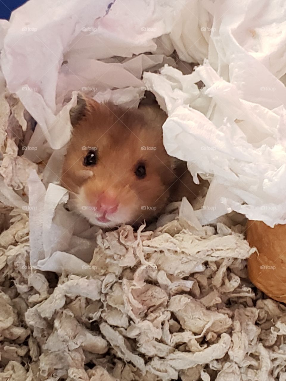 hamster coming out of its hideout