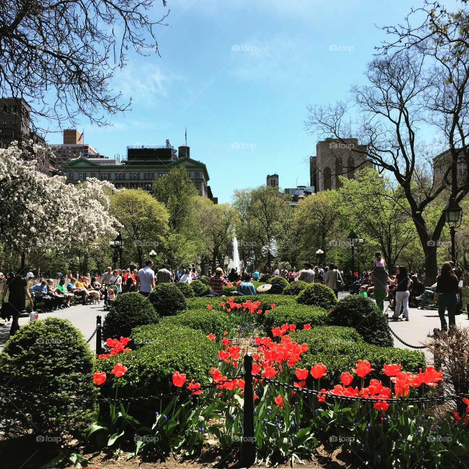 Spring in the city . Washington Square Park in the spring 