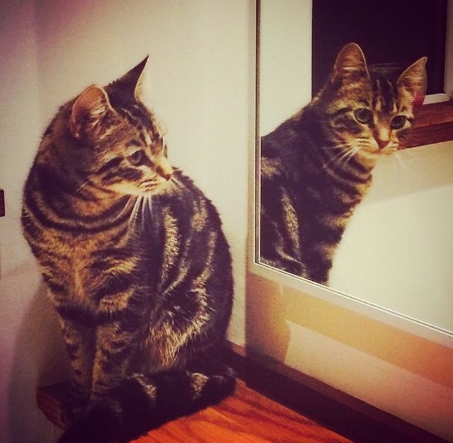 Coco in the Mirror