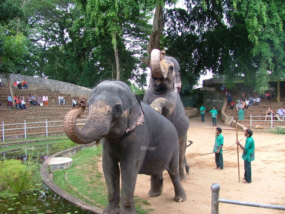 elephants