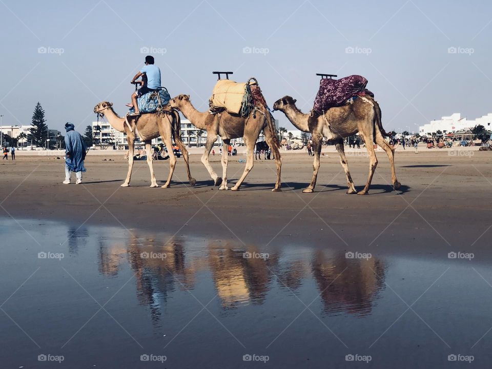 Nice trip and nice caravan of camels 