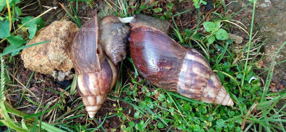 Two snails among the green grass in the yard