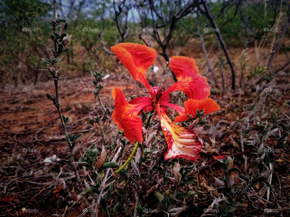 red flower this photo captured very hot areas