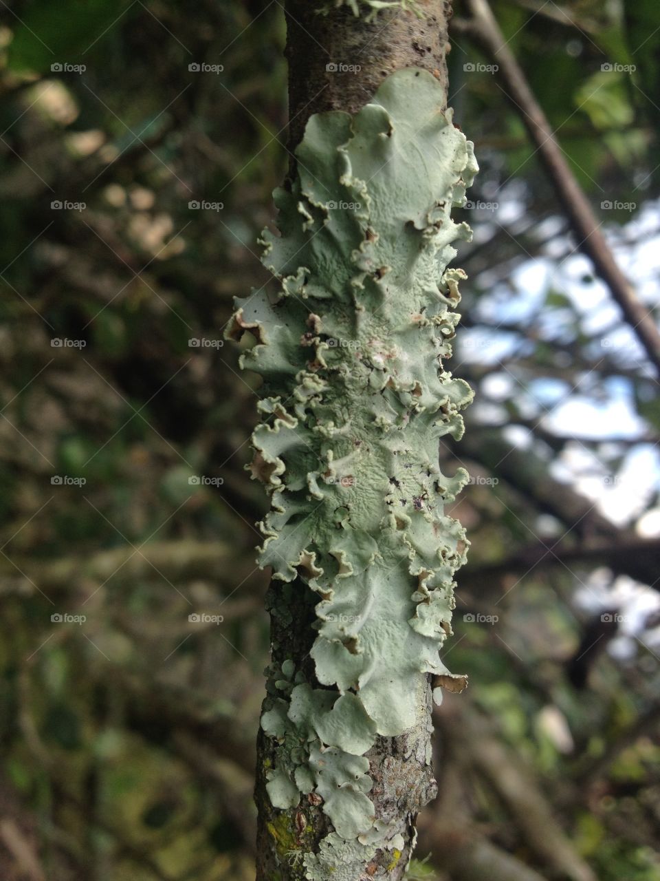Branch with Lichen