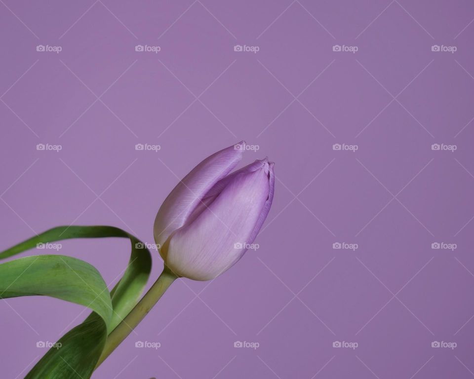 Tulip