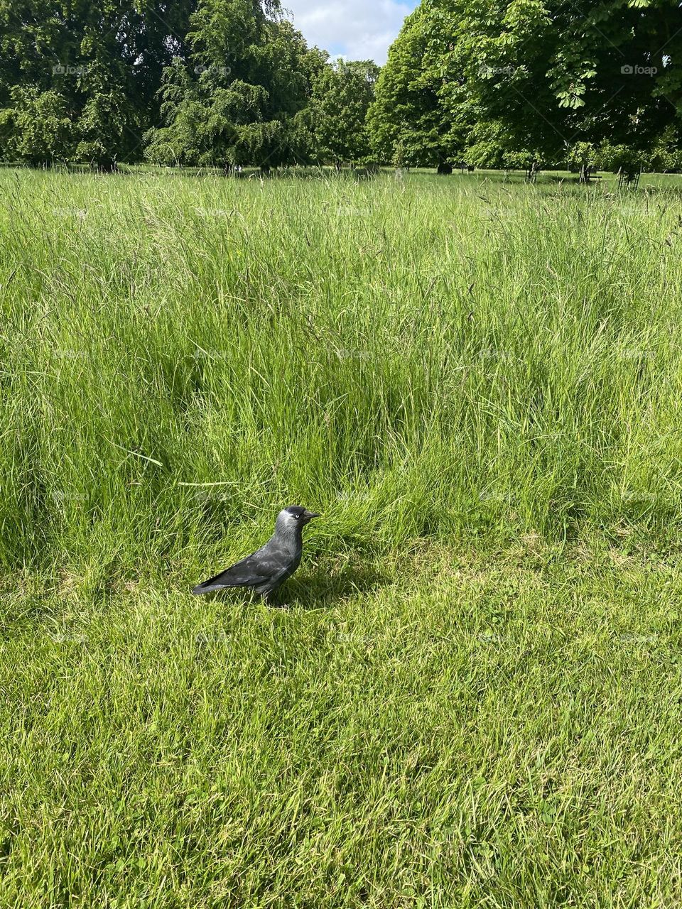 Bird in the park