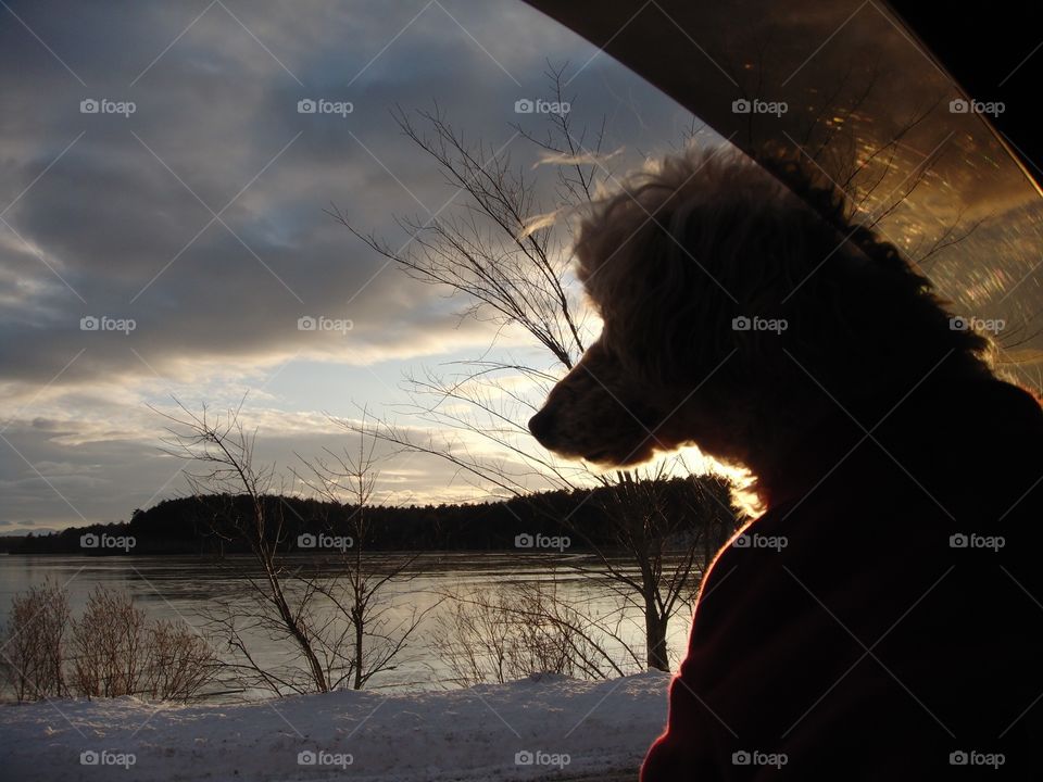 Sunrises and Sunsets of the USA! From car window overlooking a lakes sunset, my dog is in silhouette. Clouds are in a pretty formation, light puts shoreline with trees & bushes into silhouette also.