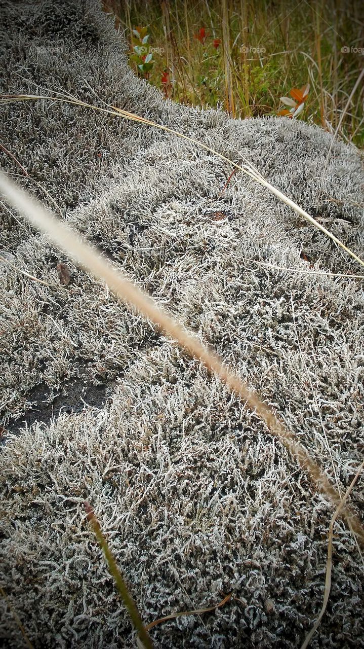 Fuzzy Moss Lava Rocks