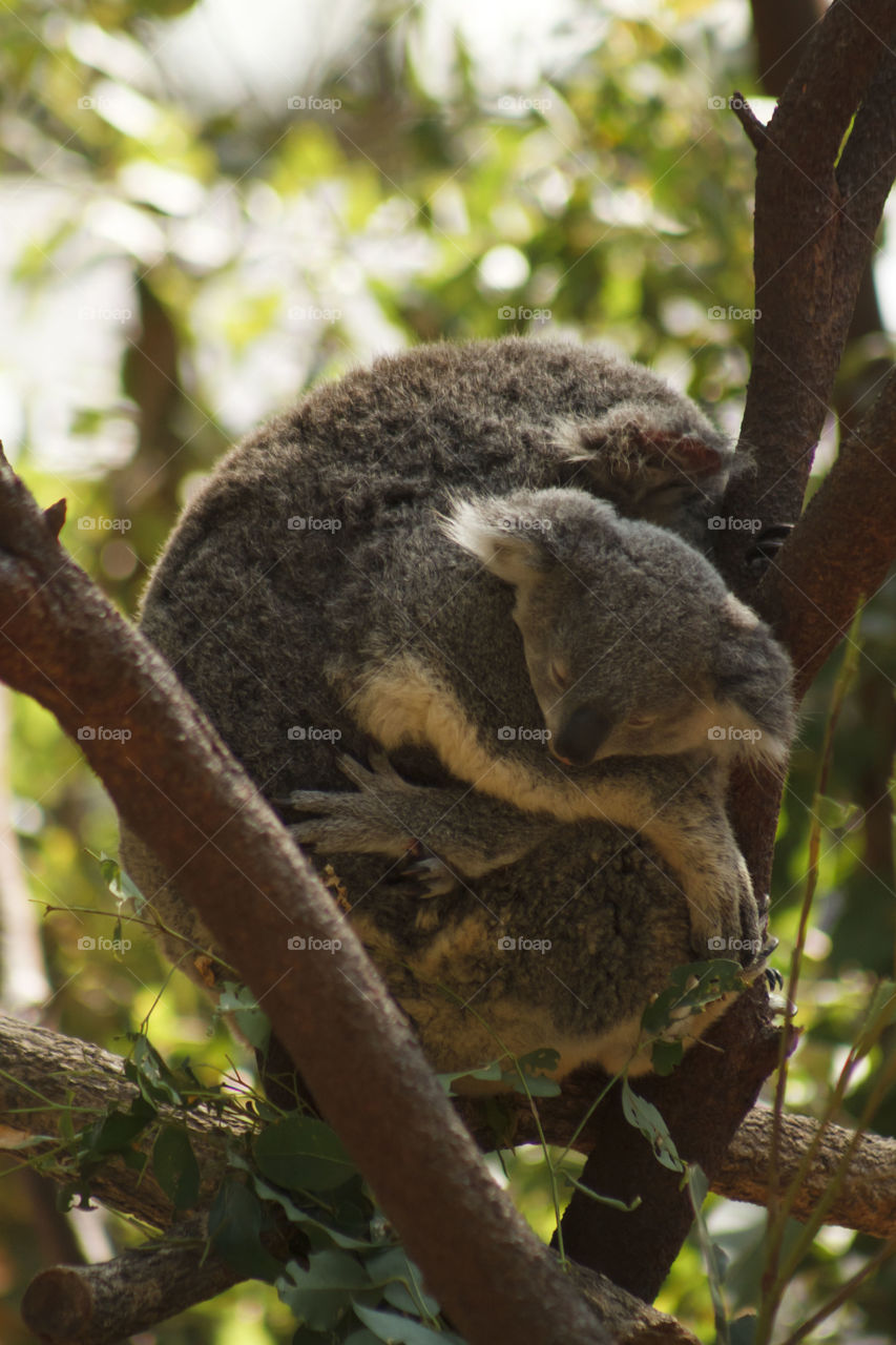 Koala bear on branch of tree