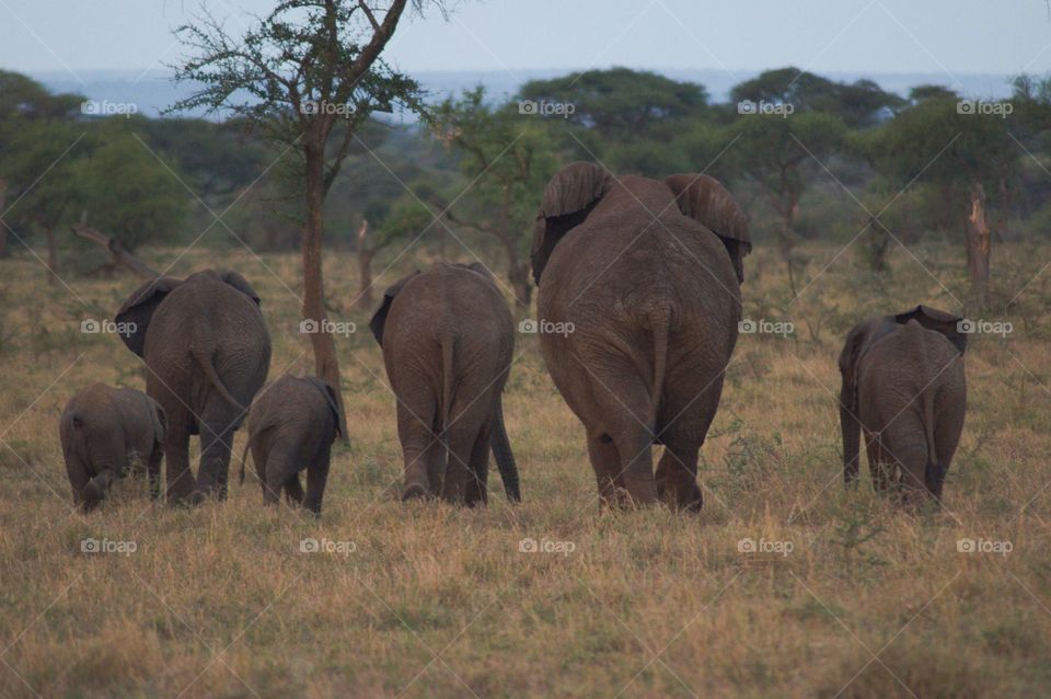 A family of elephants walking home in African savanna