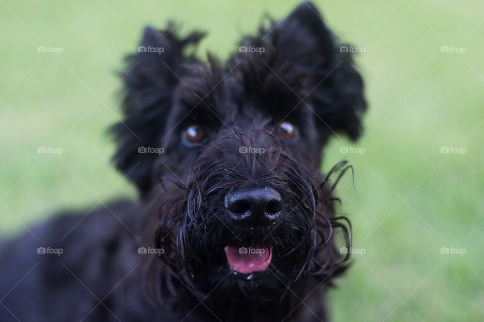 Philomena my Scottish Terrier 