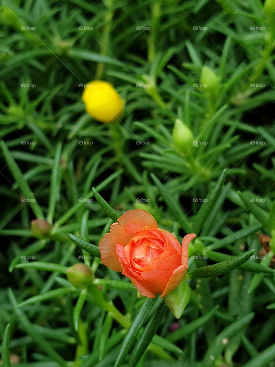 my beautiful Portulaca grandiflora