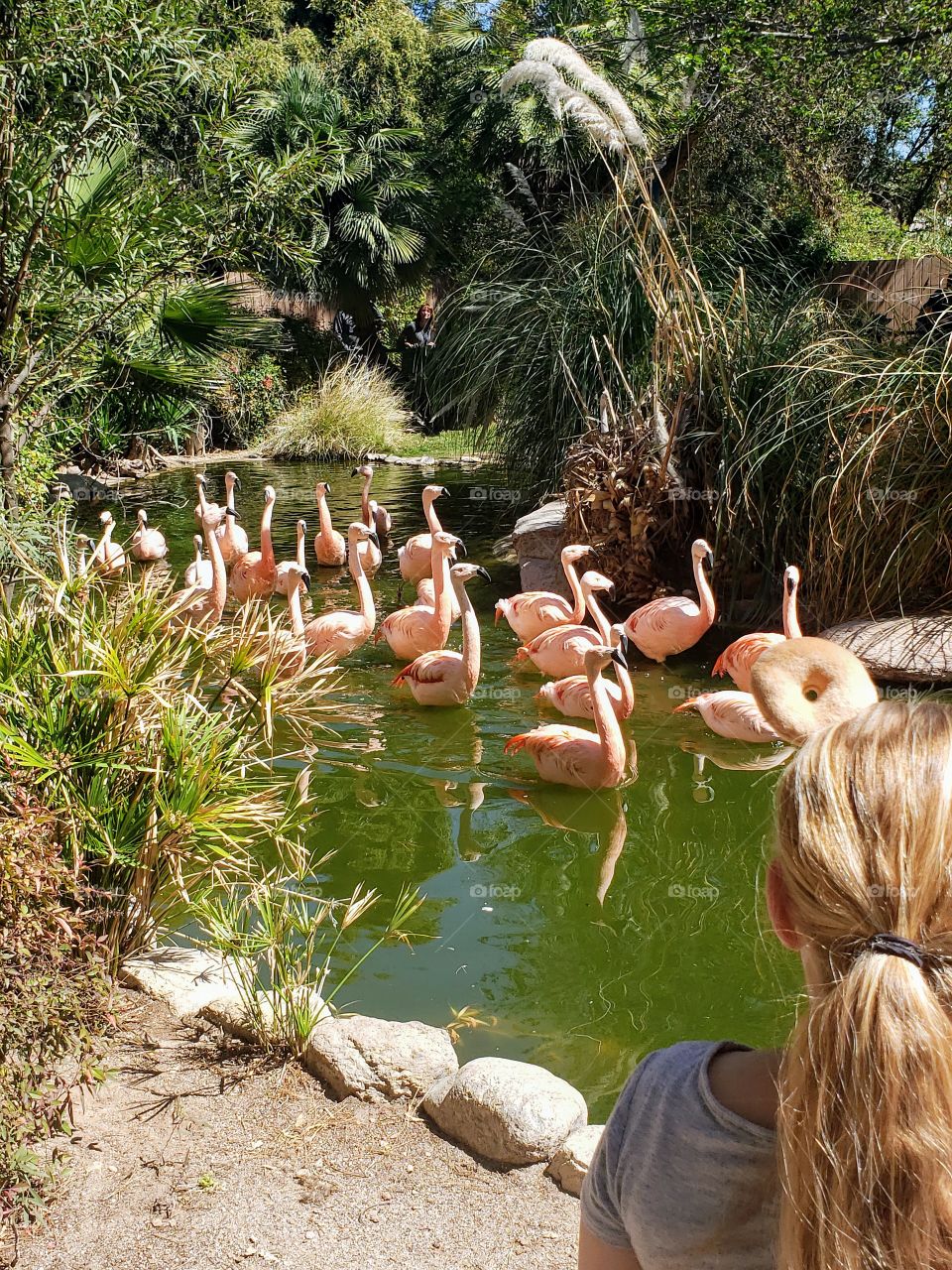 flamingoes