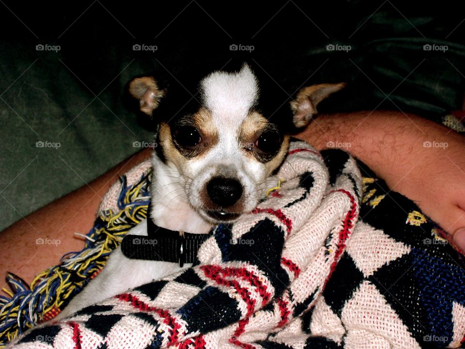 Cold little chihuahua 