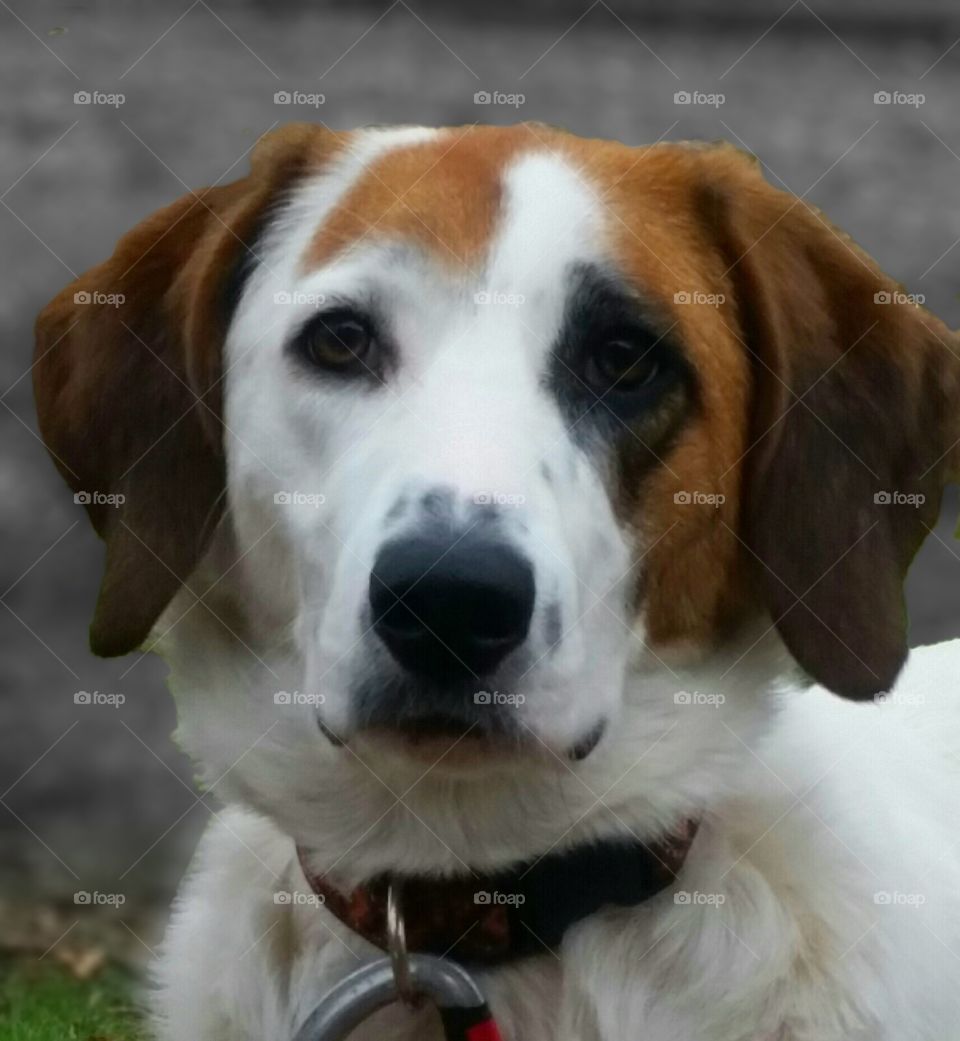 ain't nothin but a hound dog