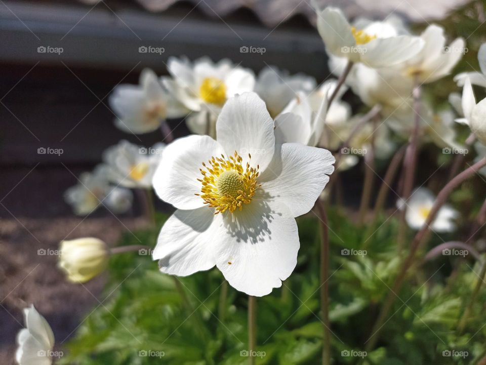 Anemonoides sylvestris (syn. Anemone sylvestris), known as snowdrop anemone or snowdrop windflower, is a perennial plant flowering in spring