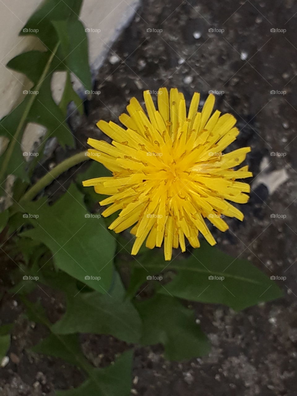 yellow flower