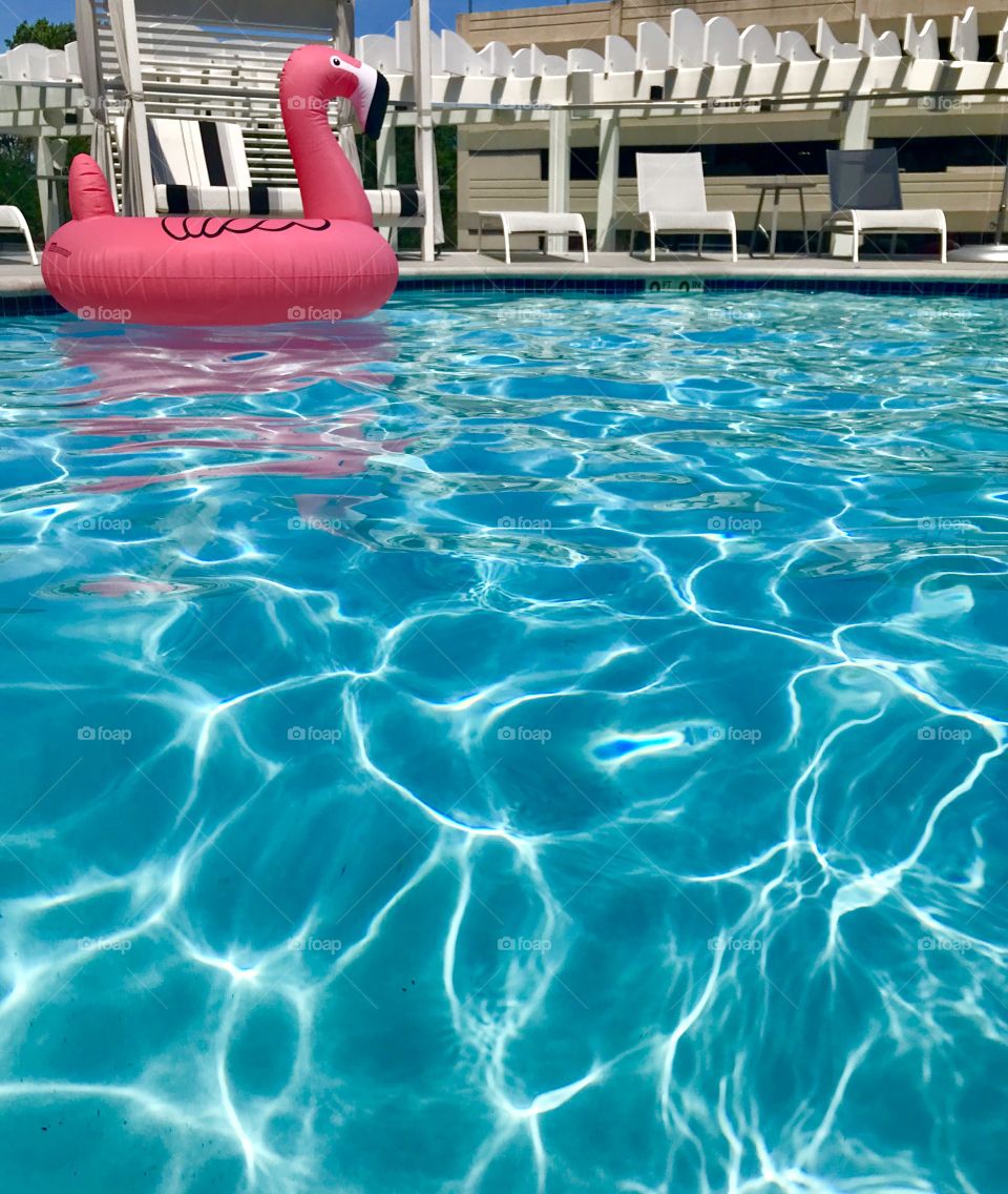 Pink flamingo floating in sparkling water